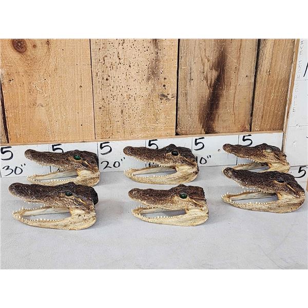 6 Alligator Heads Taxidermy