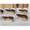 Image 2 : 6 Alligator Heads Taxidermy