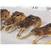 Image 5 : 6 Alligator Heads Taxidermy