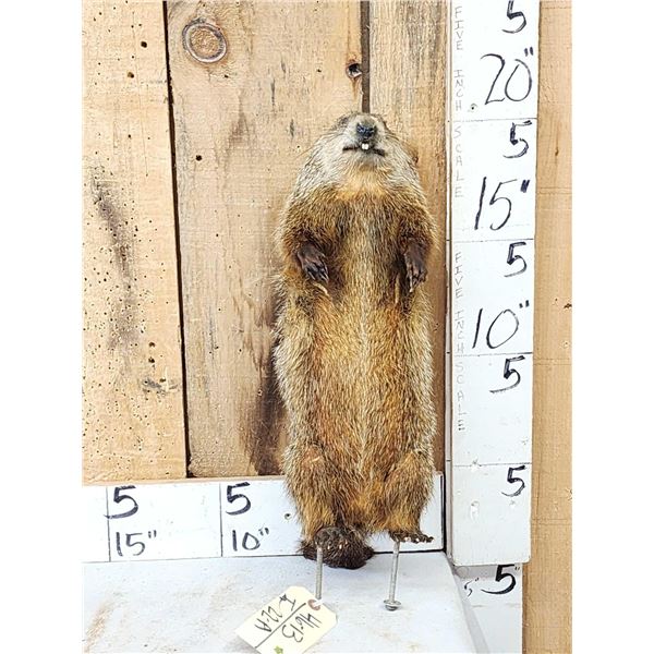 Groundhog Full Body Taxidermy Mount