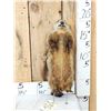 Image 1 : Groundhog Full Body Taxidermy Mount