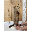 Image 2 : Groundhog Full Body Taxidermy Mount