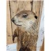 Image 4 : Groundhog Full Body Taxidermy Mount