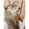 Image 5 : Groundhog Full Body Taxidermy Mount