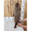 Image 6 : Groundhog Full Body Taxidermy Mount