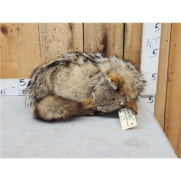 Coyote Curled Up For A Nap Full Body Taxidermy Mount