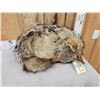 Image 2 : Coyote Curled Up For A Nap Full Body Taxidermy Mount