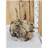 Image 3 : Coyote Curled Up For A Nap Full Body Taxidermy Mount