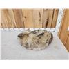 Image 4 : Coyote Curled Up For A Nap Full Body Taxidermy Mount