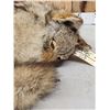 Image 5 : Coyote Curled Up For A Nap Full Body Taxidermy Mount