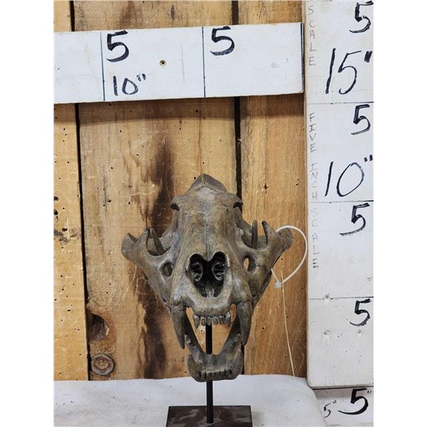 Reproduction Tiger Skull Taxidermy