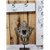 Image 1 : Reproduction Tiger Skull Taxidermy