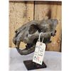 Image 4 : Reproduction Tiger Skull Taxidermy