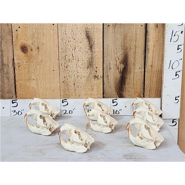 8 Beaver Skulls Taxidermy