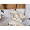 Image 2 : 8 Beaver Skulls Taxidermy