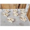 Image 3 : 8 Beaver Skulls Taxidermy