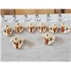 Image 4 : 8 Beaver Skulls Taxidermy