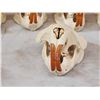 Image 5 : 8 Beaver Skulls Taxidermy