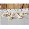 Image 6 : 8 Beaver Skulls Taxidermy