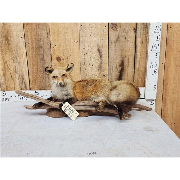 Red Fox Full Body Taxidermy Mount