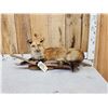 Image 1 : Red Fox Full Body Taxidermy Mount