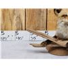 Image 2 : Red Fox Full Body Taxidermy Mount