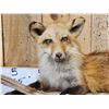 Image 3 : Red Fox Full Body Taxidermy Mount