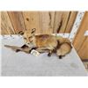 Image 4 : Red Fox Full Body Taxidermy Mount
