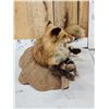 Image 5 : Red Fox Full Body Taxidermy Mount