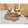 Image 6 : Red Fox Full Body Taxidermy Mount