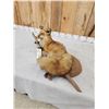 Image 7 : Red Fox Full Body Taxidermy Mount