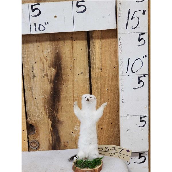 Ehite Weasel Full Body Taxidermy Mount