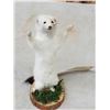 Image 3 : Ehite Weasel Full Body Taxidermy Mount