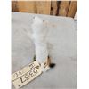 Image 5 : Ehite Weasel Full Body Taxidermy Mount