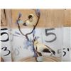 Image 6 : Collection Of 8 Oriental Bird Feather Sculptures Taxidermy