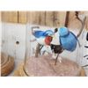 Image 8 : Collection Of 8 Oriental Bird Feather Sculptures Taxidermy