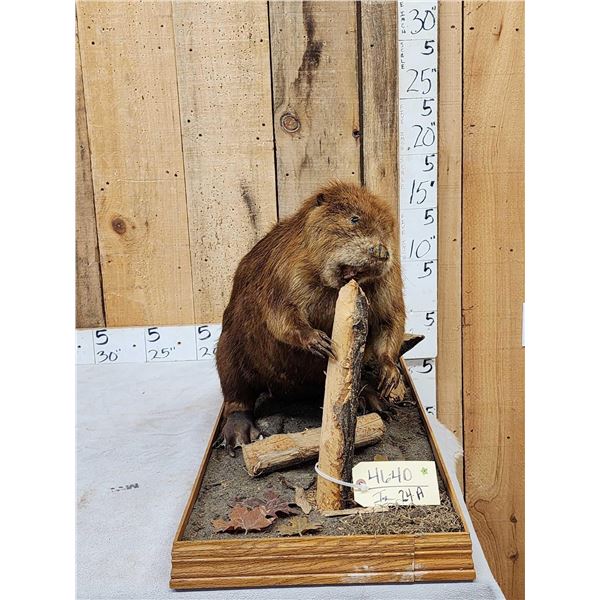 Beaver Chewing On A Log Full Body Taxidermy Mount