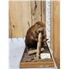 Image 1 : Beaver Chewing On A Log Full Body Taxidermy Mount