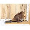 Image 2 : Beaver Chewing On A Log Full Body Taxidermy Mount