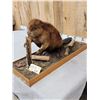 Image 3 : Beaver Chewing On A Log Full Body Taxidermy Mount