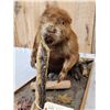 Image 4 : Beaver Chewing On A Log Full Body Taxidermy Mount