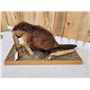 Image 5 : Beaver Chewing On A Log Full Body Taxidermy Mount