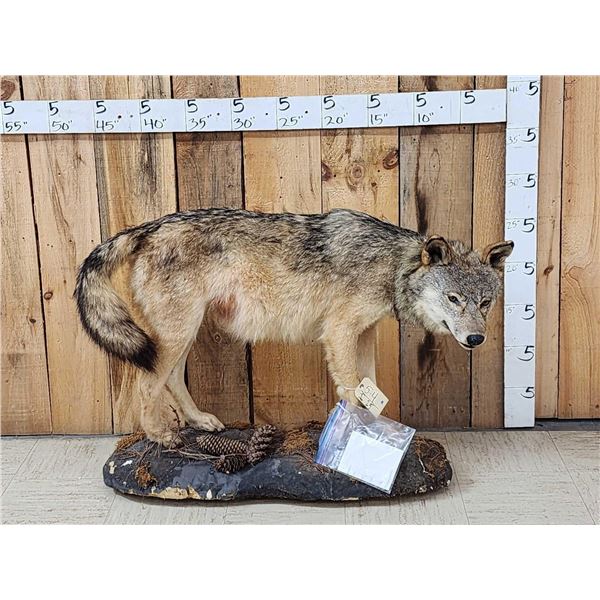 Canadian Wolf Full Body Taxidermy Mount