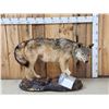 Image 1 : Canadian Wolf Full Body Taxidermy Mount