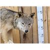 Image 2 : Canadian Wolf Full Body Taxidermy Mount