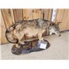 Image 3 : Canadian Wolf Full Body Taxidermy Mount