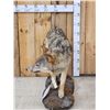 Image 4 : Canadian Wolf Full Body Taxidermy Mount