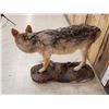 Image 5 : Canadian Wolf Full Body Taxidermy Mount