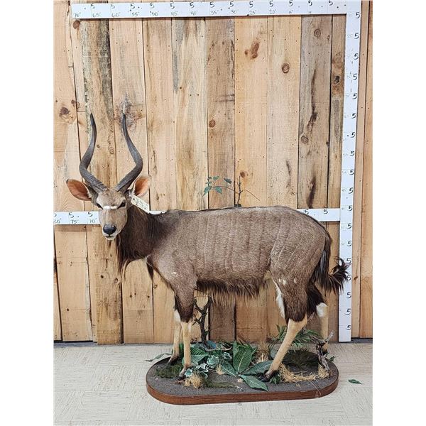 African Nyala Full Body Taxidermy Mount