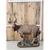 Image 1 : African Nyala Full Body Taxidermy Mount